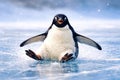 A penguin is in the water, looking at the camera Royalty Free Stock Photo