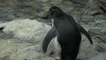 Penguin Weakened 4k