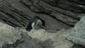 Penguin Weakened By Power