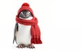 Penguin wearing red winter knitted hat and scarf, standing on white background with blank copy space.