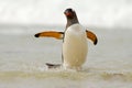 Penguin in the white waves. Gentoo penguin, water bird jumps out of the blue water while swimming through the ocean in Falkland Is Royalty Free Stock Photo