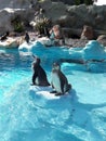 Penguin& x27;s in the Belgrade zoo resting in the sun Royalty Free Stock Photo