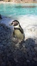 Penguin in Zoo