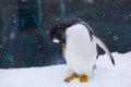 Penguin in a Zoo standing in snow scratching himself