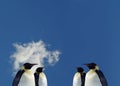 Penguins Royalty Free Stock Photo