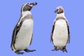 Penguins Royalty Free Stock Photo