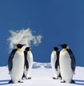 Penguins Royalty Free Stock Photo