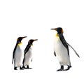 Penguins Royalty Free Stock Photo