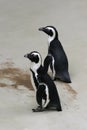 Penguins Royalty Free Stock Photo