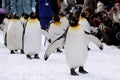 Penguins Royalty Free Stock Photo