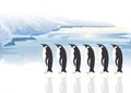 Penguins