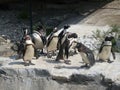 Penguins