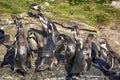 Penguins in Alesund Aquarium
