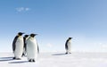 Penguins in Antarctica Royalty Free Stock Photo