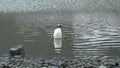 Penguins in Antarctica. Antarctic ice and birds, protection of the environment. A group of gentoo penguins resting on