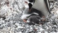 Penguins in Antarctica. Antarctic ice and birds, protection of the environment. A group of gentoo penguins resting on