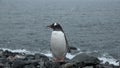 Penguins in Antarctica. Antarctic ice and birds, protection of the environment. A group of gentoo penguins resting on