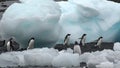 Penguins in Antarctica. Antarctic ice and birds, protection of the environment. A group of gentoo penguins resting on