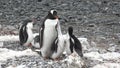 Penguins in Antarctica. Antarctic ice and birds, protection of the environment. A group of gentoo penguins resting on