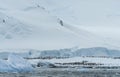 Penguins of Antarctica