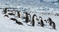 Penguins of Antarctica