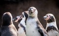 Penguins as a team Royalty Free Stock Photo