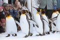 Penguins in Asahiyama zoo Royalty Free Stock Photo