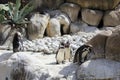 Penguins of the Barcelona zoo. Catalonia. Spain