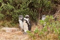 Penguins at the beach of Atlantic ocean in South Africa Royalty Free Stock Photo