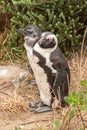 Penguins at the beach of Atlantic ocean in South Africa Royalty Free Stock Photo