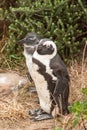 Penguins at the beach of Atlantic ocean in South Africa Royalty Free Stock Photo