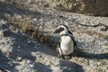 Penguins beach in cape town Royalty Free Stock Photo