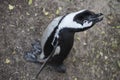 Penguins beach in cape town Royalty Free Stock Photo