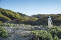 Penguins beach in cape town Royalty Free Stock Photo