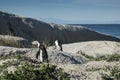 Penguins beach in cape town Royalty Free Stock Photo