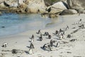 Penguins beach in cape town Royalty Free Stock Photo