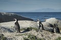 Penguins beach in cape town Royalty Free Stock Photo