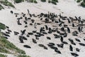 Penguins on the beach in Cape Town Royalty Free Stock Photo