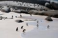 Penguins on the beach in Cape Town Royalty Free Stock Photo