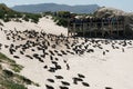 Penguins on the beach in Cape Town Royalty Free Stock Photo