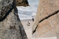 Penguins on the beach in Cape Town Royalty Free Stock Photo