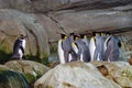 Penguins at the Berlin zoo Royalty Free Stock Photo