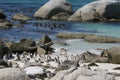 Penguins at Boulder Beach