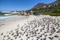 Penguins on boulder beach in Cape Town, sunny day Royalty Free Stock Photo