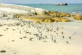 Penguins in Boulder Beach