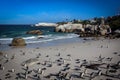 Penguins of Boulders Beach, South Africa Royalty Free Stock Photo