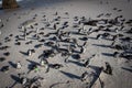 Penguins of Boulders Beach, South Africa Royalty Free Stock Photo