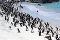Penguins at Boulders Beach Royalty Free Stock Photo