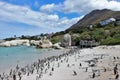 Penguins at Boulders Beach