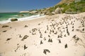 Penguins at Boulders Beach, outside of Cape Town, South Africa Royalty Free Stock Photo
